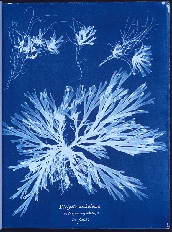 A photogram of Algae, made by Anna Atkins as part of her 1843 book, Photographs of British Algae: Cyanotype Impressions, the first book composed entirely of photographic images. At https://digitalgallery.nypl.org/nypldigital/id?419608 as retrieved 12 August 2009, the image details are as follows: "I