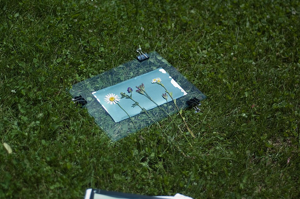 Creating a cyanotype