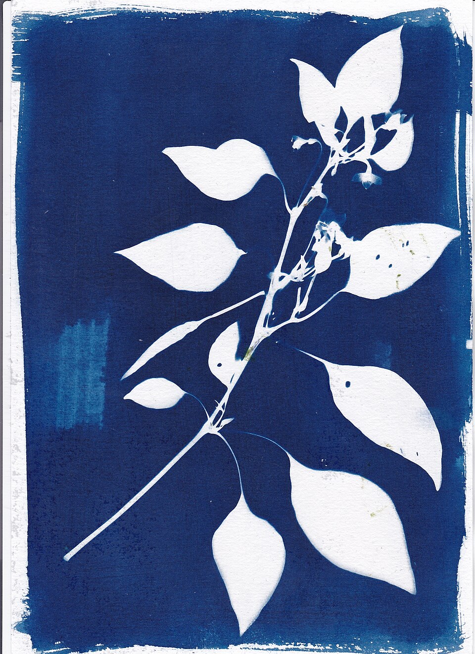 This file is a photogram of a paprika branch as a cyanotype. Watercolour paper was manually coated with a cyanotype solution according to the classic formula. I used a brush for this. I exposed for 20 minutes with an LED spotlight. I then developed with water and 1/2 ml hydrogen peroxide. Developing