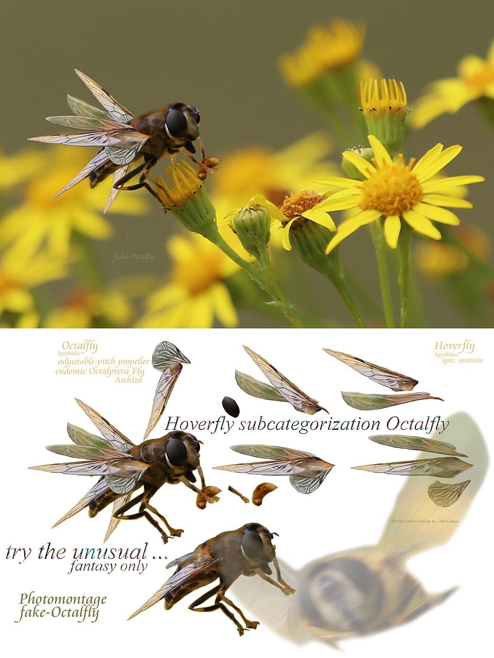 Photomontage with parts for to exemplify: Octalfly *, a hoverfly (Syrphidae spec. mutatio), of a subspecies not yet detailed specified in its species' subspecies (of the minor kind) in the family of Hoverflies shown in a photomontage (= fake-photo): relatively unknown endemic Octalfly * at frozen sp